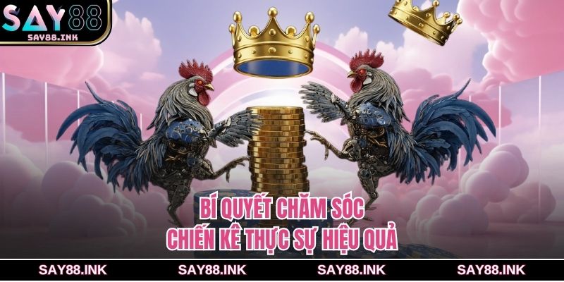 Bí quyết chăm sóc chiến kê thực sự hiệu quả