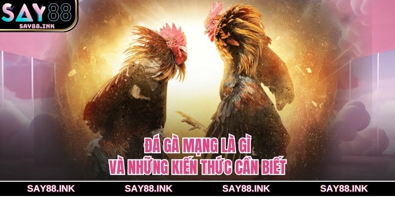 Đá gà mạng là gì