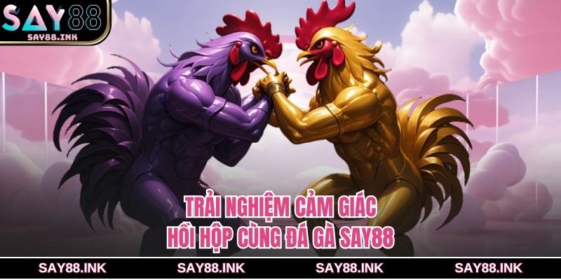 Trải nghiệm cảm giác hồi hộp cùng đá gà SAY88